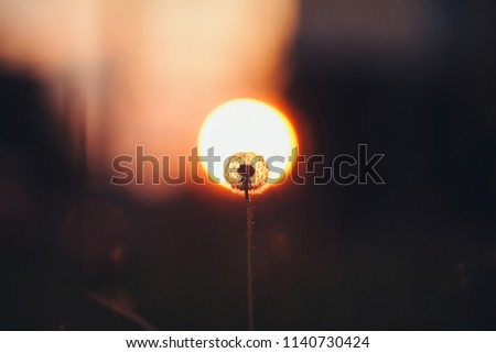 Dandelion on the sun bokeh background in golden hour