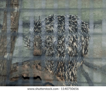 sleeping porcupine behind wire fence
