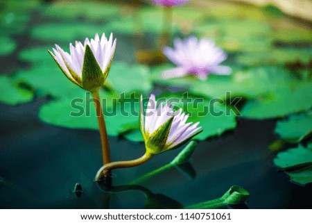 beautiful lotus flower on surface of pond