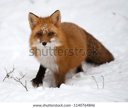 Red Fox in its winter surrounding.