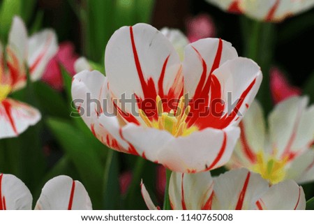 Closeup, White tulip mix red flower are blooming in the garden so very beautiful.
