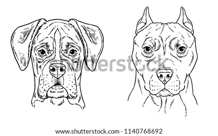 Bull terrier and boxer vector