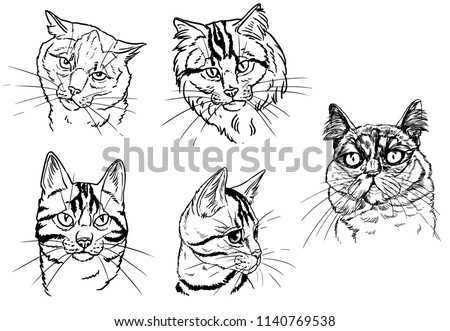 Cats head sketch