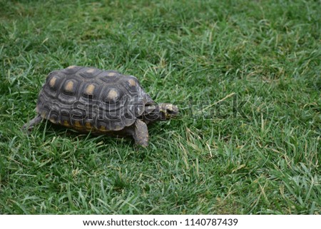 Red-Footed Tortoise walking.