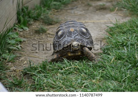 Red-Footed Tortoise walking.