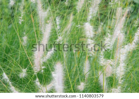 Feather Pennisettum, Mission Grass background