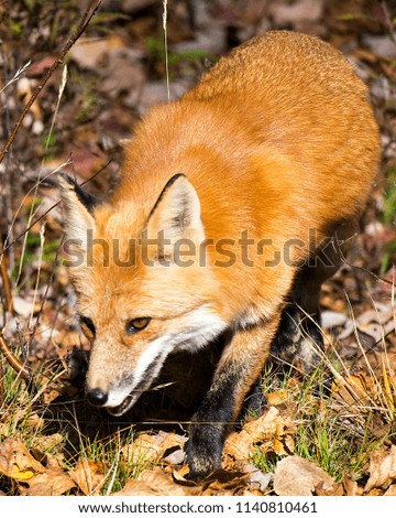 Fox enjoying its surrounding.