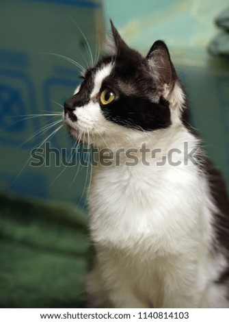 black and white short-haired cat in the shelter