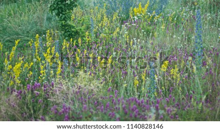 Wild Meadow Flowers. Meadow grasses. Flowering plants. Summer landscape. Forest Glade.
Colorful flowers. Motley flowers.
Background. 

