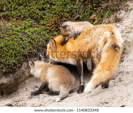 Red fox mother with her kit foxes.