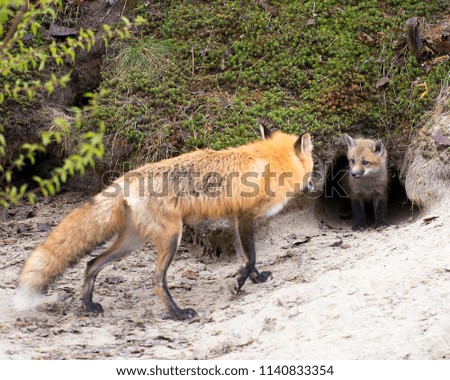 Red fox mother with her kit foxes.