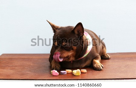 Fat Chihuahua dog is tongue stick. 