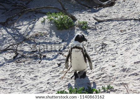 Penguin walking along