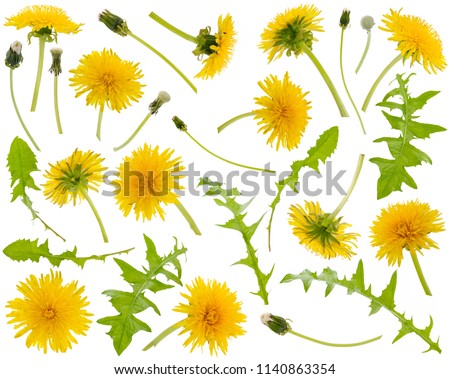 Many yellow dandelions and dandelions leaves at various angles isolated on white background Royalty-Free Stock Photo #1140863354