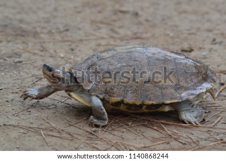 brown roofed turtle.
nikon D3100
locatio :rwal lake islamabad Royalty-Free Stock Photo #1140868244