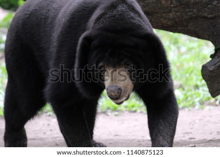 Malayan sun bear, Honey bear
