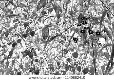 Unusual black and white background of the photographs of the plants.
