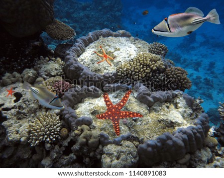 Giant Red Starfish on Bottom of Reef. Red Sea