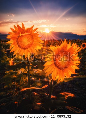 Stunning picture of sunflowers on a sunset at Sopot, near Plovdiv, Bulgaria. Beautoful summer image.