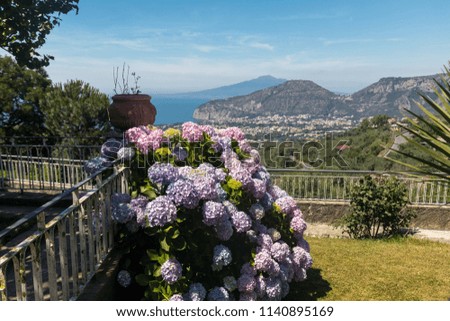 Blossoming hydrangea with the Gulf of Naples and Vesuvius in the background