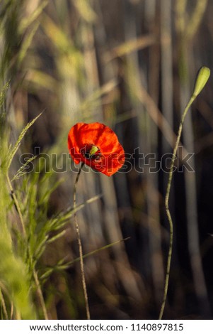 A red single poppy on a background of yellow-green-brown grasses closeup