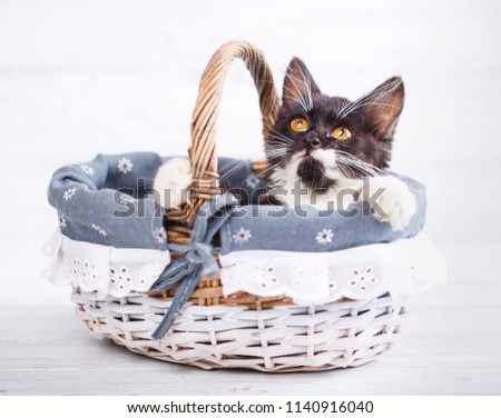 Cat clings to the basket and looking up. A playful kitten. Isolated on a white background