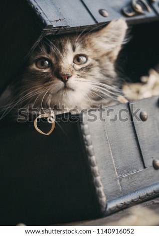 Fluffy, striped kitten sitting in a chest