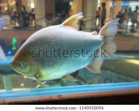 Piaractus mesopotamicus, the small-scaled pacu. Fish in the aquarium tank.