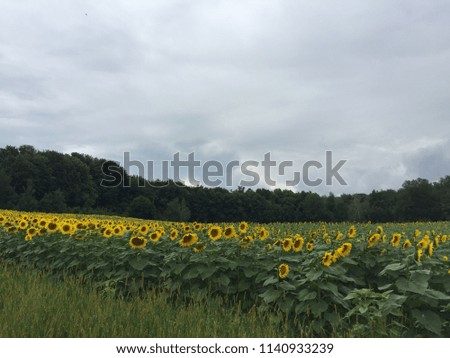 Beautiful sunflower field with my yellow sun flowers under the blue sky in Ukraine
