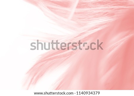 Beautiful Coral Pink vintage color trends feather pattern texture background with copy space for Decorative design and other