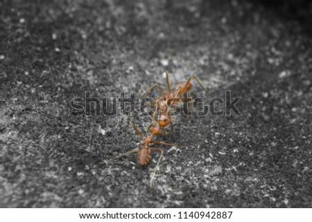 Selective focus of Red ant fighting on ground with copy space
