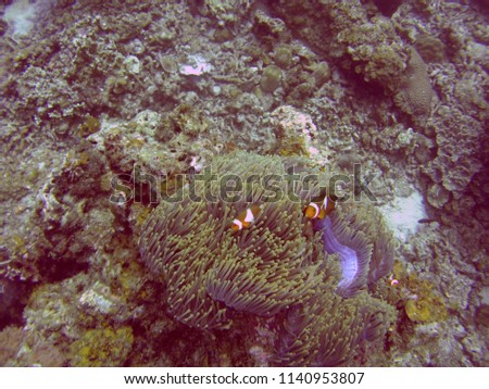 Eager Clown Fish in the soft coral