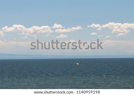 Cormorants and gulls fly over the lake Zaisan