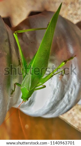 Grasshoper closeup picture HDR