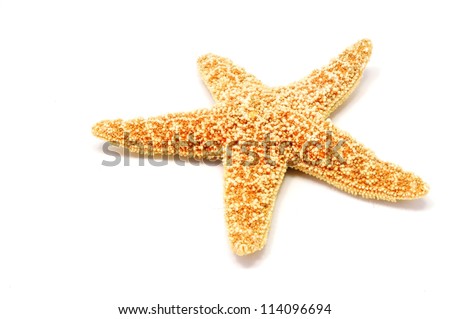 a red sea star isolated on white background Royalty-Free Stock Photo #114096694