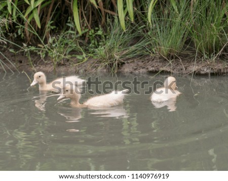 Little baby of duck swimming in water