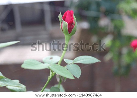 it is a picture of a small red rose. it is so beautiful flower. it is the symbol of love and romance.