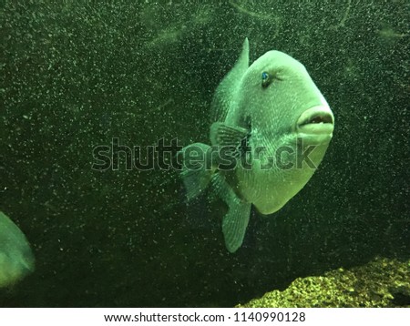 Fish in the aquarium, green background