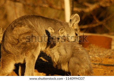 young red-necked wallaby feeding from it's mother in a backyard during a very dry, drought stricken season in rural New South Wales, Australia