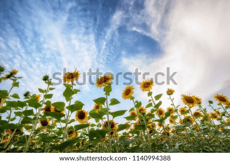 summer landscape. sunny field of sunflowers