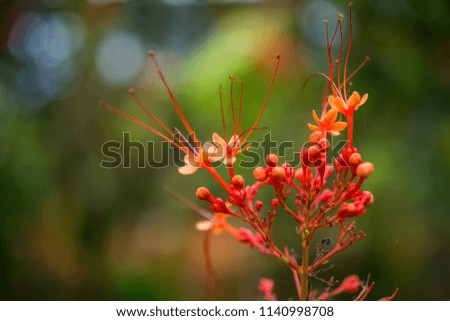 The orange wild flower from Himalaya