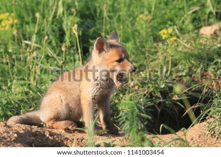 Young fox near the terrier