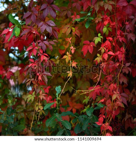 Wild grapes with red leaves growing on a metallic fence on an autumn day