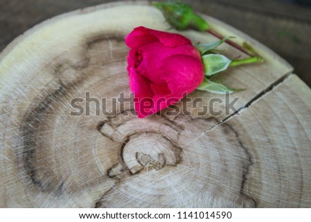Rose flower. Red rose on the background of an old board. Copy space. Selective focus.