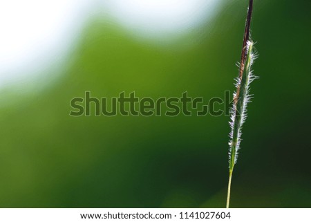 A picture of a small tree with a green background that looks beautiful and calm.