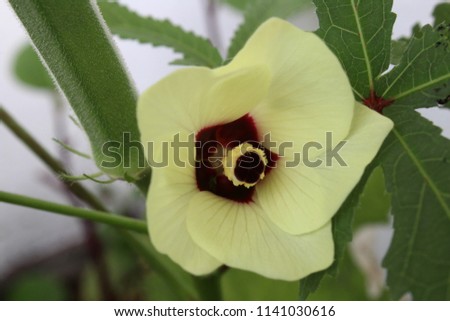 close up - macro view of a beautiful yellow color okra - ladies finger - Abelmoschus esculentus - flower in a home garden in Sri Lanka
