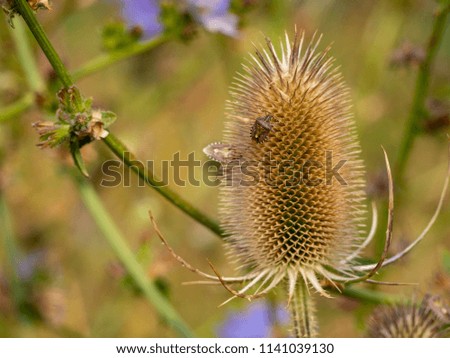 Teasel with two little beetles on it