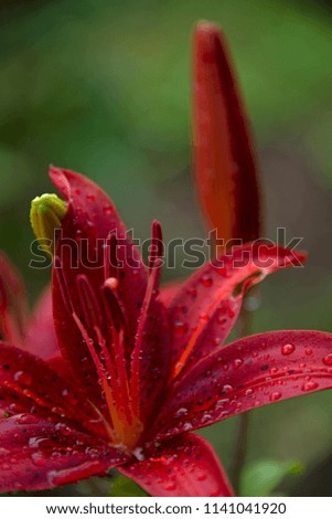 FLOWERS - lily after a rain  