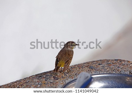 Brown sparrow, macro picture, wildlife, bird.