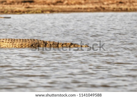 Crocodile in Selous Game Reserve, Tanzania